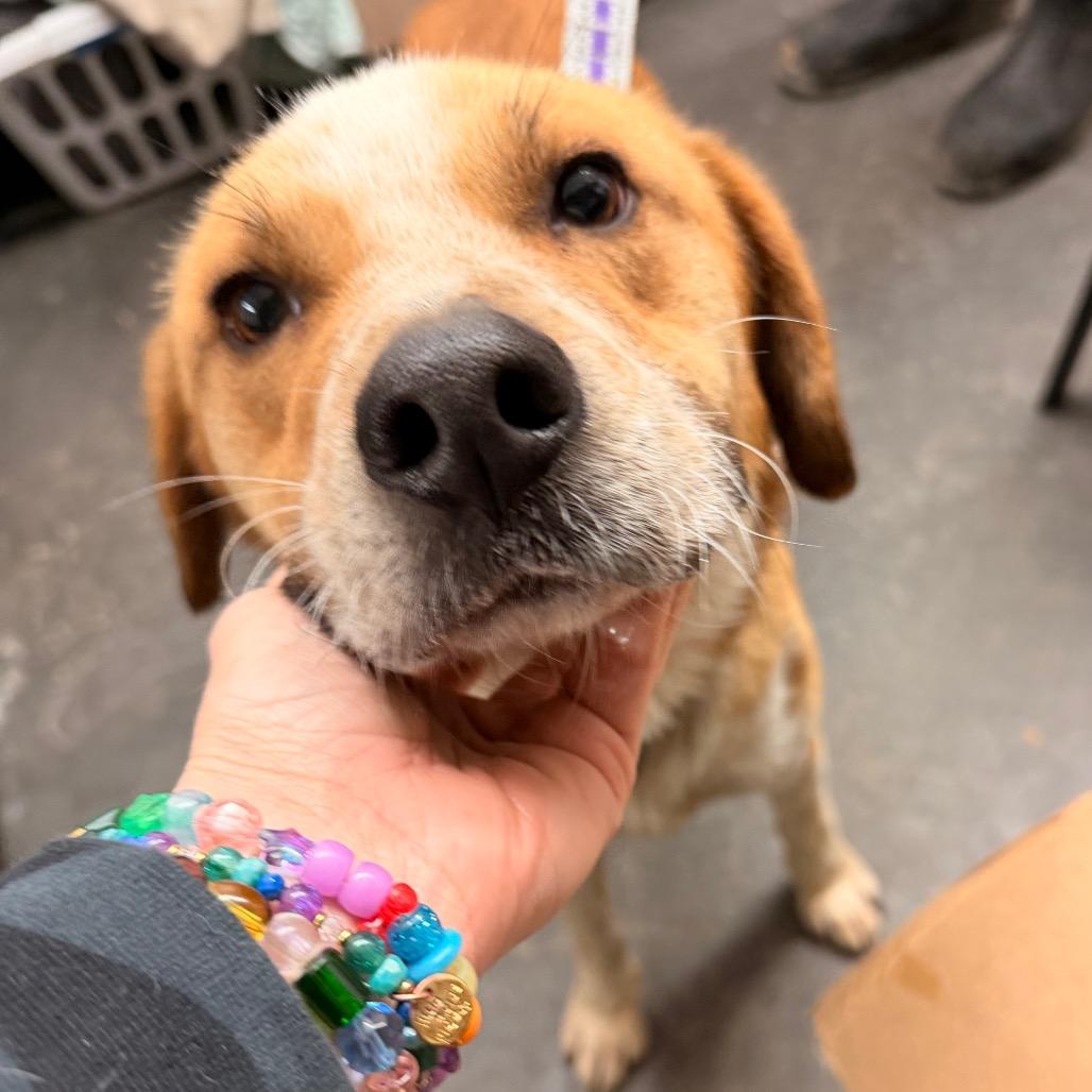 Morgan — thumbnail 3