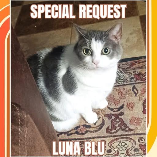 Enlarge Luna Blu, a Adoptable Domestic Short Hair in Charlottesville, VA image 3/3
