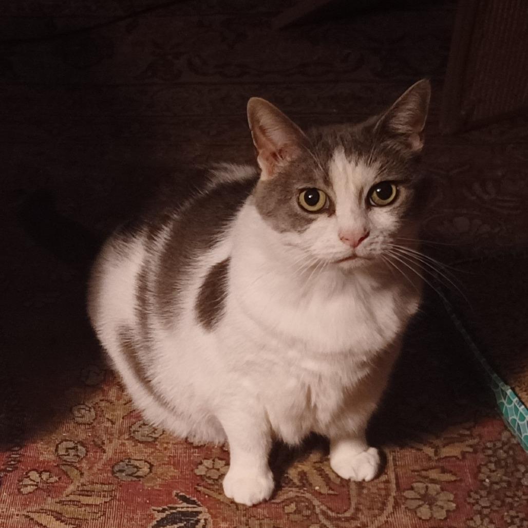 Luna Blu, a Adoptable Domestic Short Hair in Charlottesville, VA image 2/2