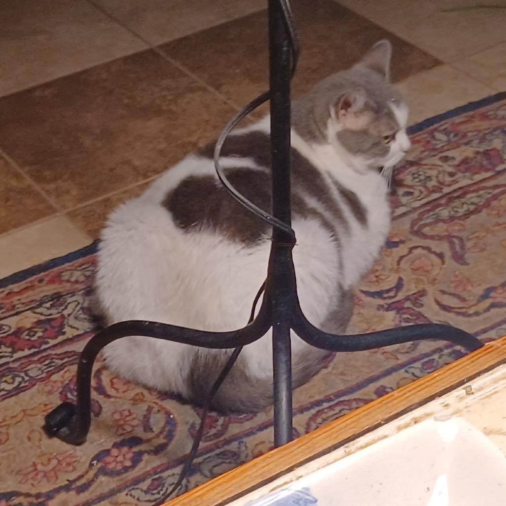 Luna Blu, Adoptable, Senior Female Domestic Short Hair.