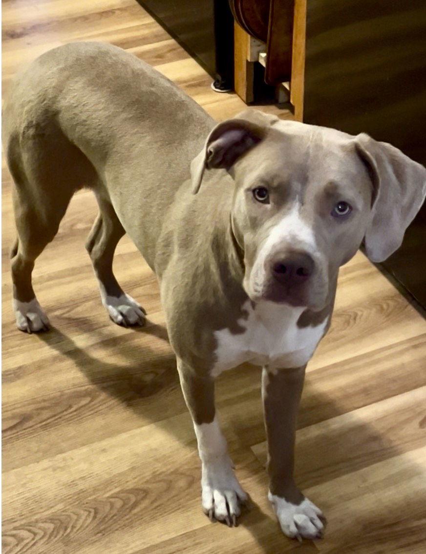 Enlarge Quinn, a Adoptable Pit Bull Terrier in Tonawanda, NY image 1/3