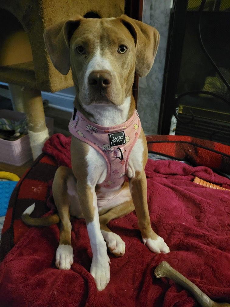 Quinn, a Adoptable Pit Bull Terrier in Tonawanda, NY image 1/3