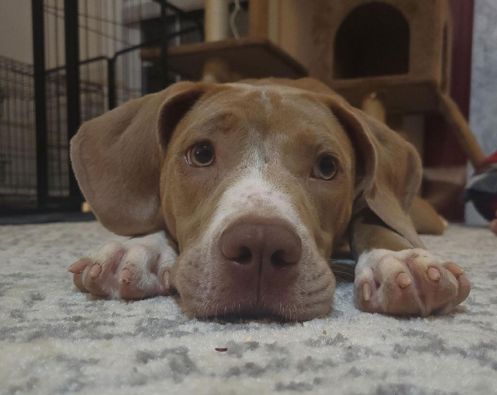 Quinn, a Adoptable Pit Bull Terrier in Tonawanda, NY image 2/3