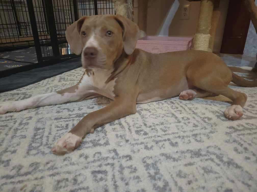Quinn, a Adoptable Pit Bull Terrier in Tonawanda, NY image 3/3