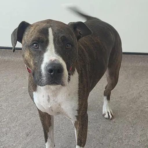 Roscoe, Adoptable, Adult Male Terrier.