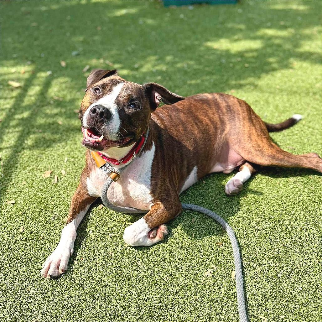 Enlarge Roscoe, a Adoptable Terrier in Saint Louis, MO image 2/3