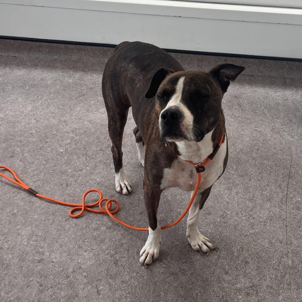 Enlarge Roscoe, a Adoptable Terrier in Saint Louis, MO image 3/3