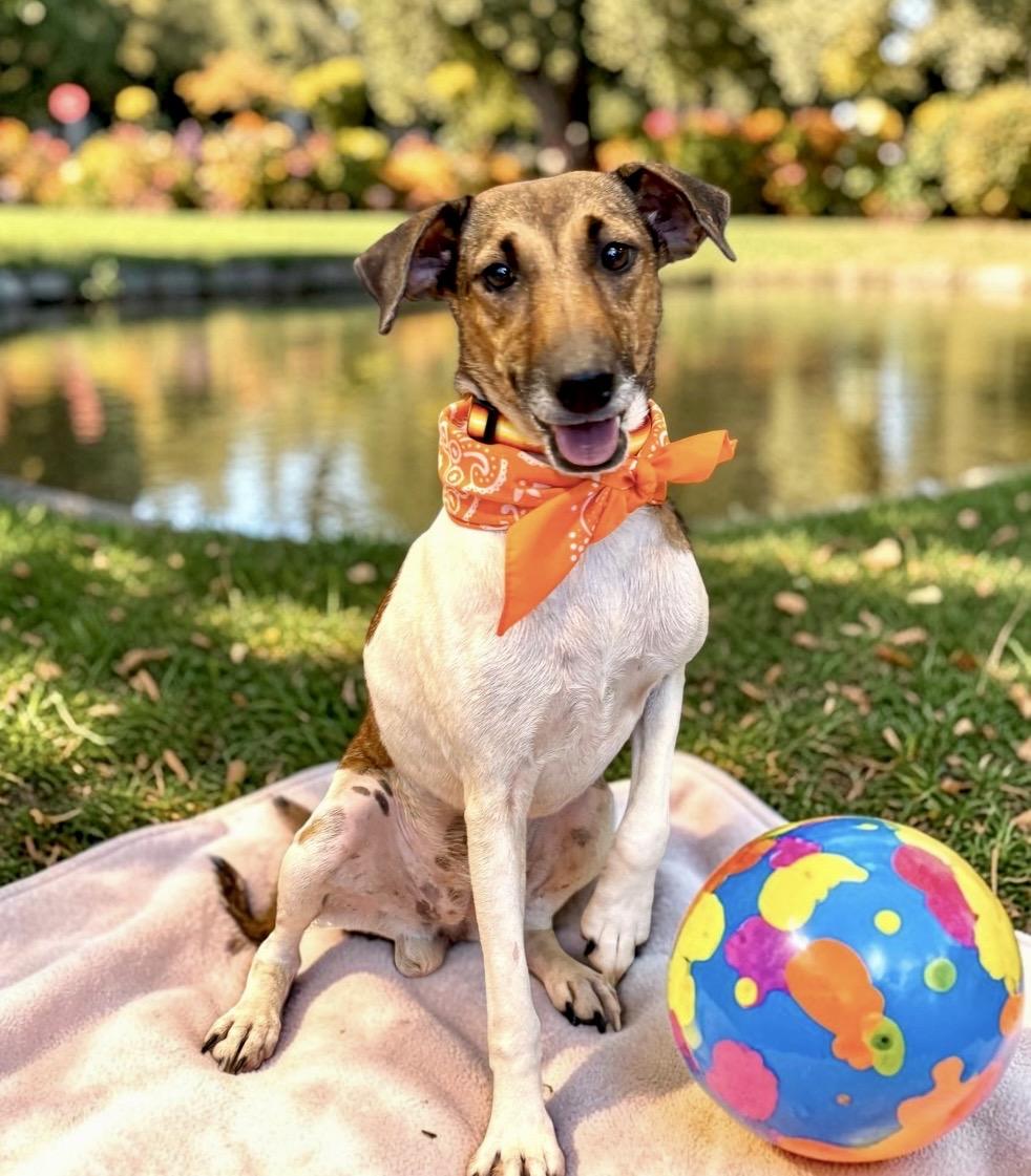 Enlarge Jill, a Adopted Fox Terrier in Perry, IA image 4/6