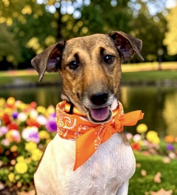 Jill, Adopted, Adult Female Fox Terrier.