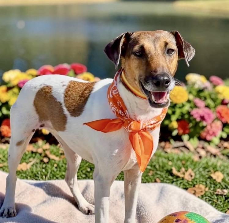 Enlarge Jill, a Adopted Fox Terrier in Perry, IA image 2/6