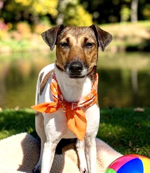 Enlarge Jill, a Adopted Fox Terrier in Perry, IA image 5/6