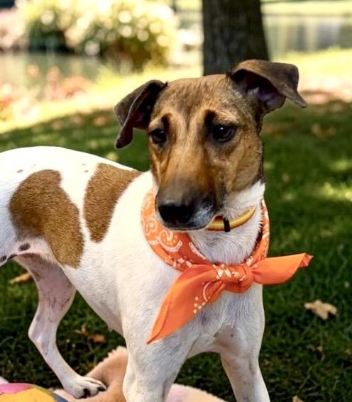Enlarge Jill, a Adopted Fox Terrier in Perry, IA image 3/6