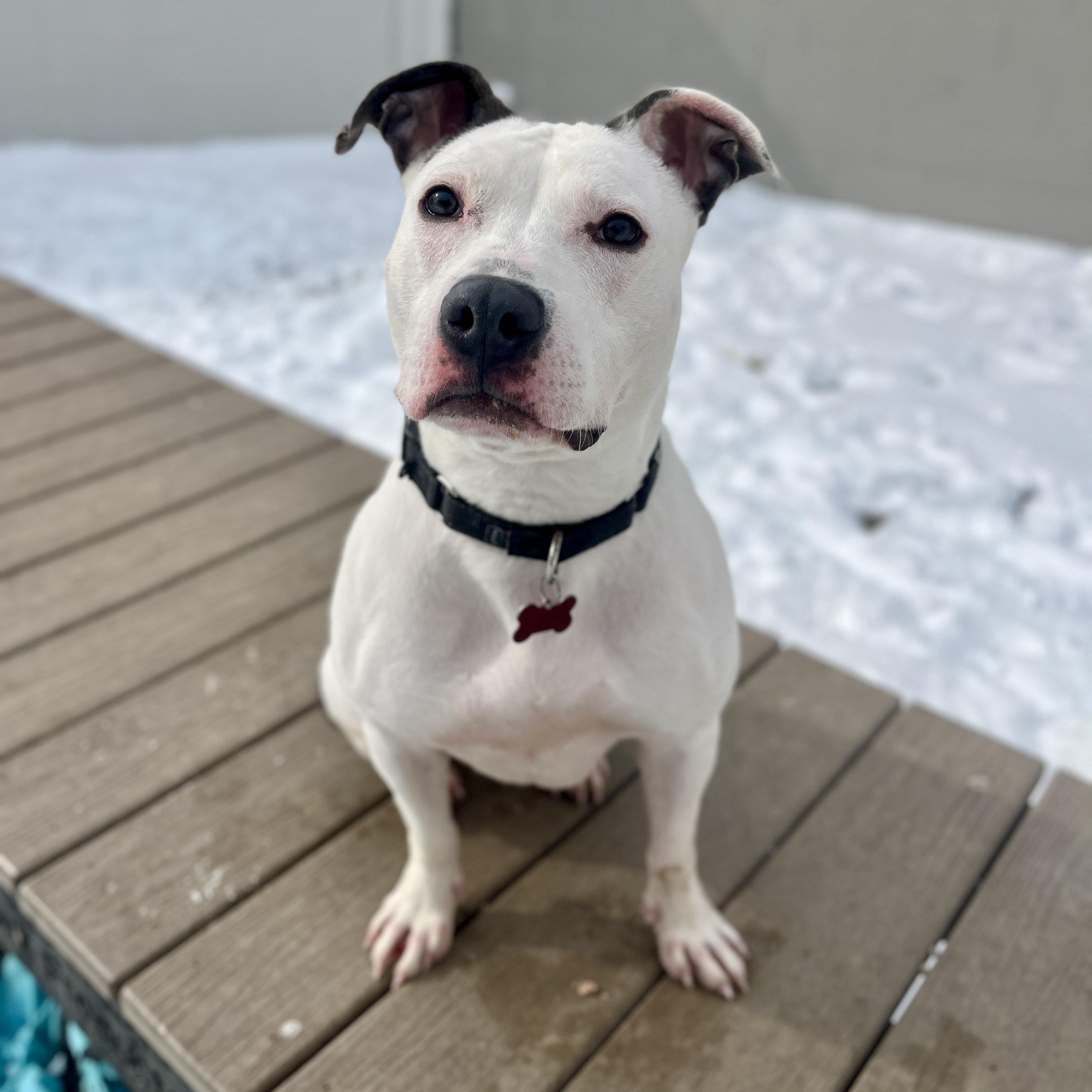 Flurry, Adult Female American Staffordshire Terrier