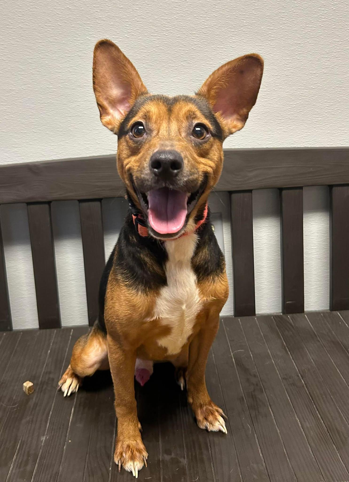 Enlarge Chop, a ADOPTABLE mixed breed in Maryville, MO image 1/4