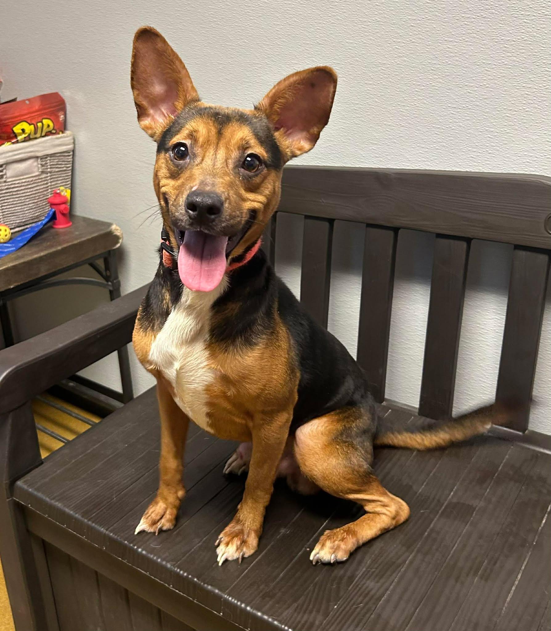 Enlarge Chop, a ADOPTABLE mixed breed in Maryville, MO image 3/4