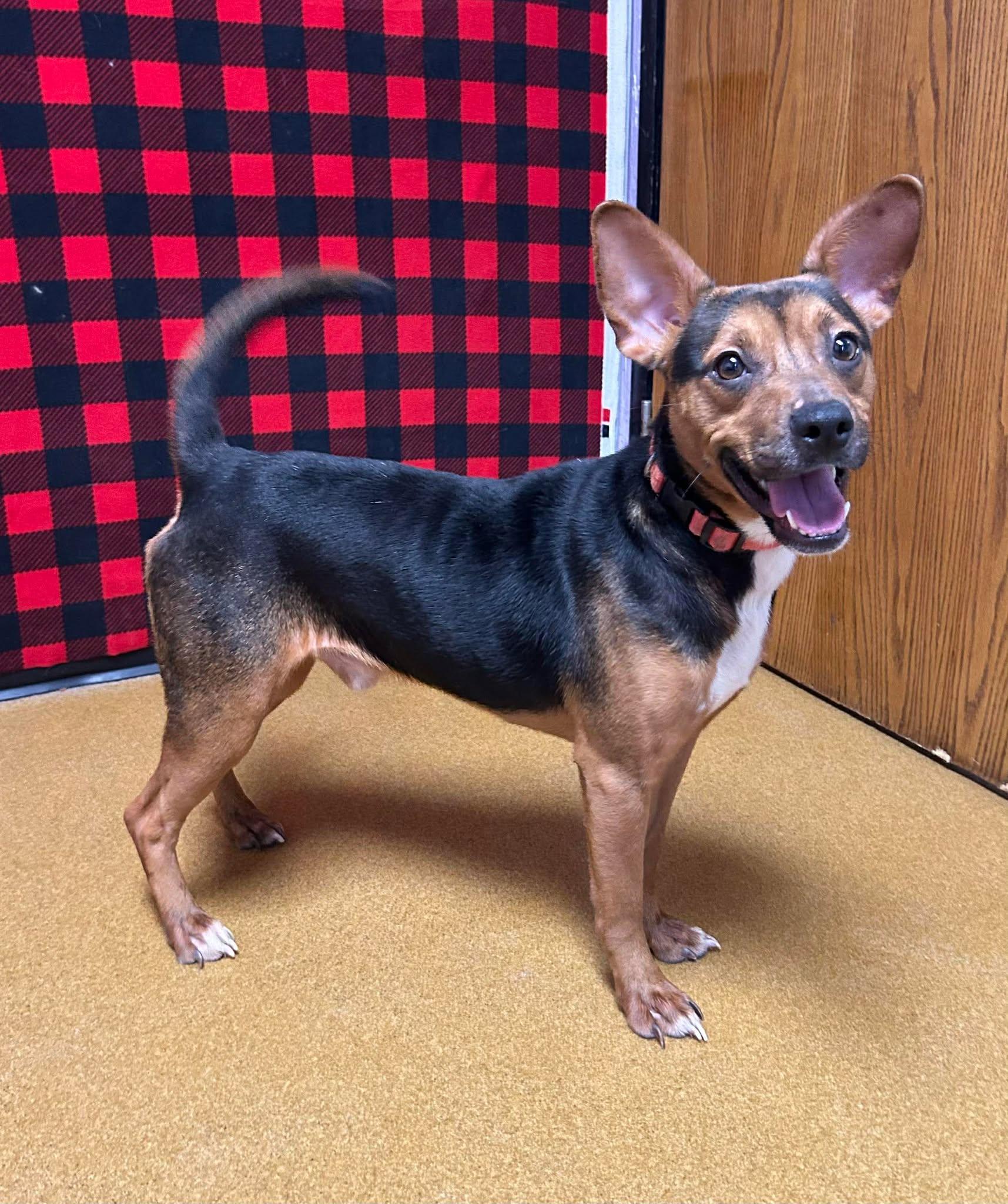 Enlarge Chop, a ADOPTABLE mixed breed in Maryville, MO image 4/4