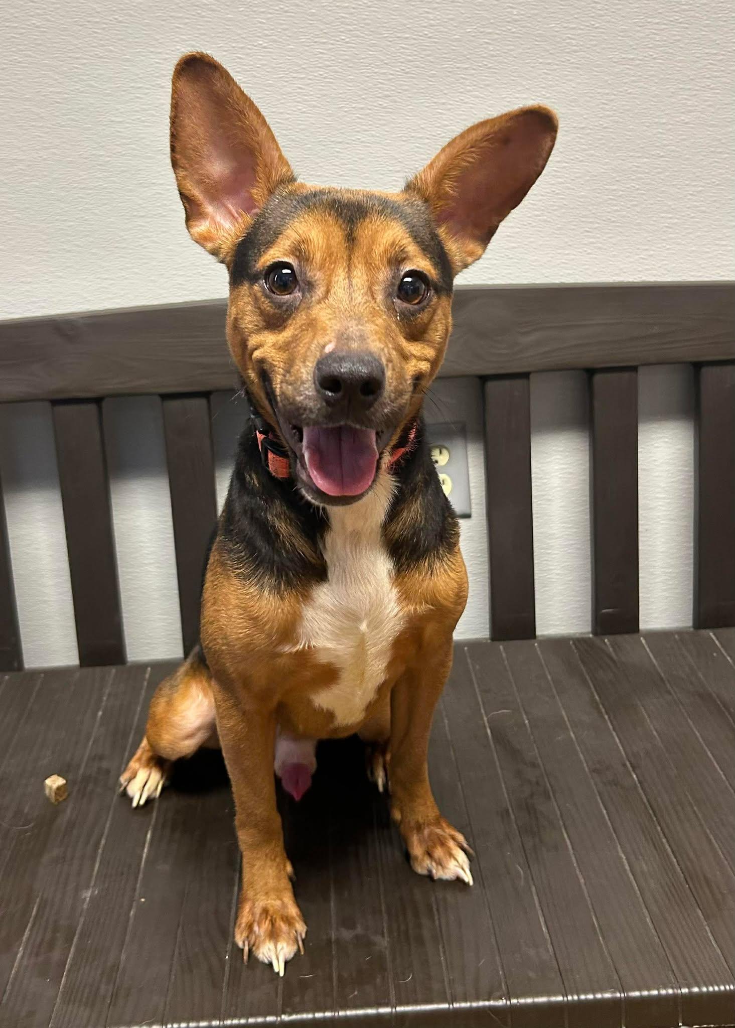 Enlarge Chop, a ADOPTABLE mixed breed in Maryville, MO image 2/4