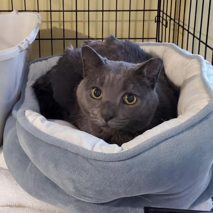 Blue, Adoptable, Adult Male Domestic Short Hair.