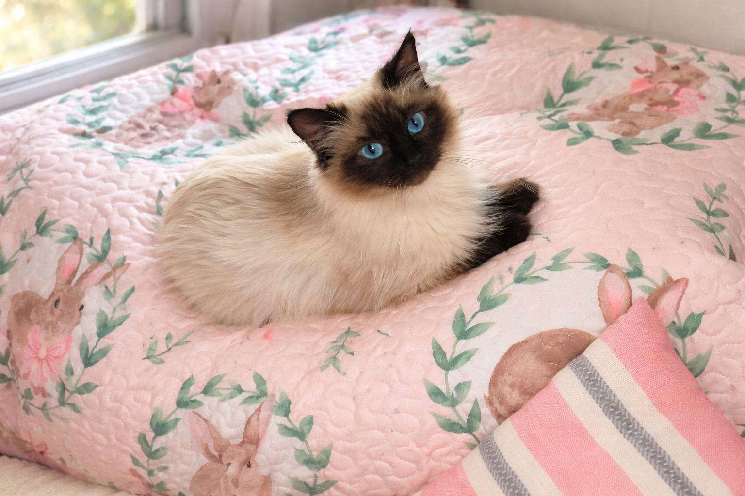 Lola, ADOPTABLE, Young Female Himalayan & Siamese.