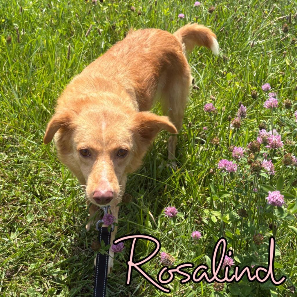 Enlarge Rosalind, a Adoptable mixed breed in Hillsboro, OH image 1/6