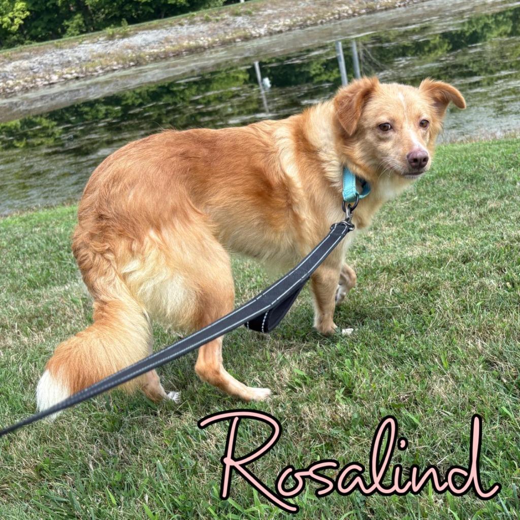 Enlarge Rosalind, a Adoptable mixed breed in Hillsboro, OH image 2/6