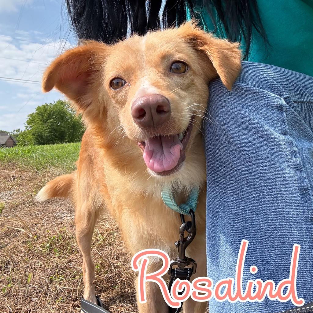 Enlarge Rosalind, a Adoptable mixed breed in Hillsboro, OH image 3/6