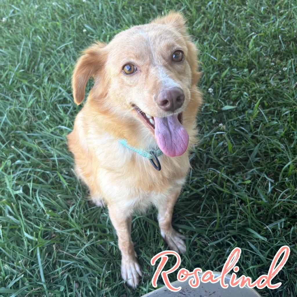 Enlarge Rosalind, a Adoptable mixed breed in Hillsboro, OH image 4/6