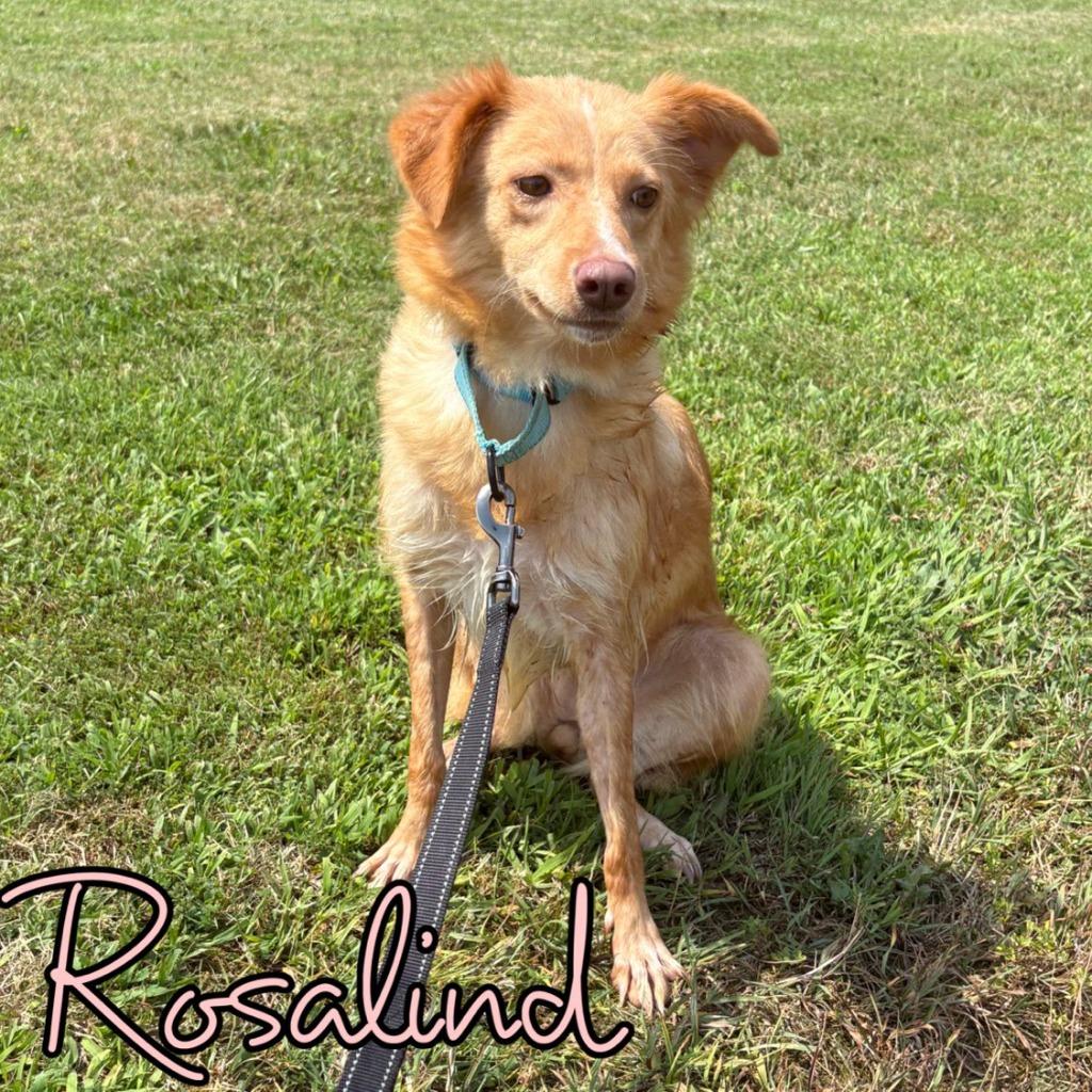 Enlarge Rosalind, a Adoptable mixed breed in Hillsboro, OH image 5/6