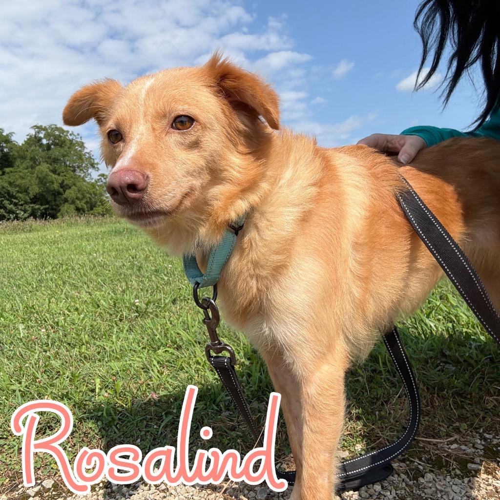 Enlarge Rosalind, a Adoptable mixed breed in Hillsboro, OH image 6/6