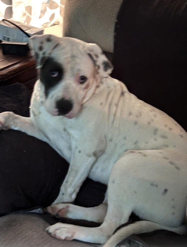 Petey, a ADOPTABLE mixed breed in North Augusta, SC image 3/3