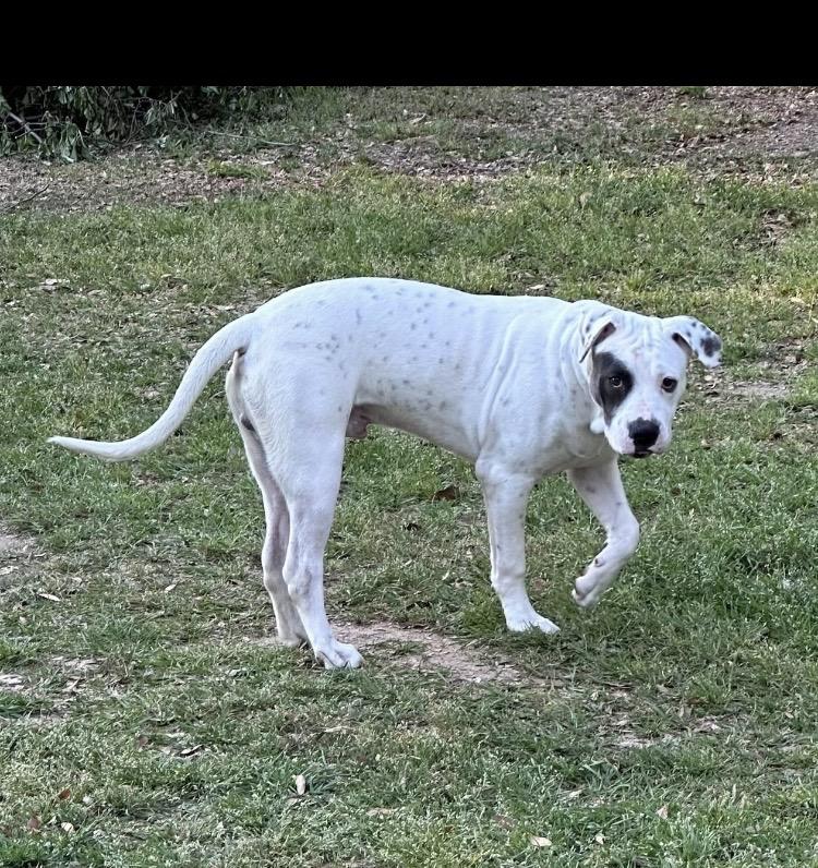 Petey, a ADOPTABLE mixed breed in North Augusta, SC image 2/3