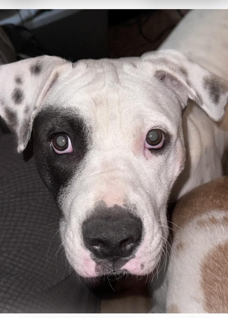 Petey, ADOPTABLE, Young Male American Bulldog.