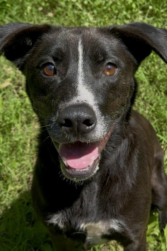 Pershing, Adoptable, Adult Male Black Labrador Retriever.
