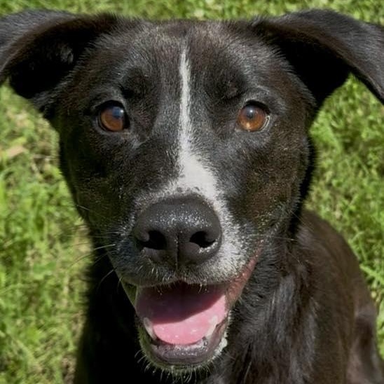 Enlarge Pershing, a Adoptable mixed breed in Indian Mound, TN image 3/3