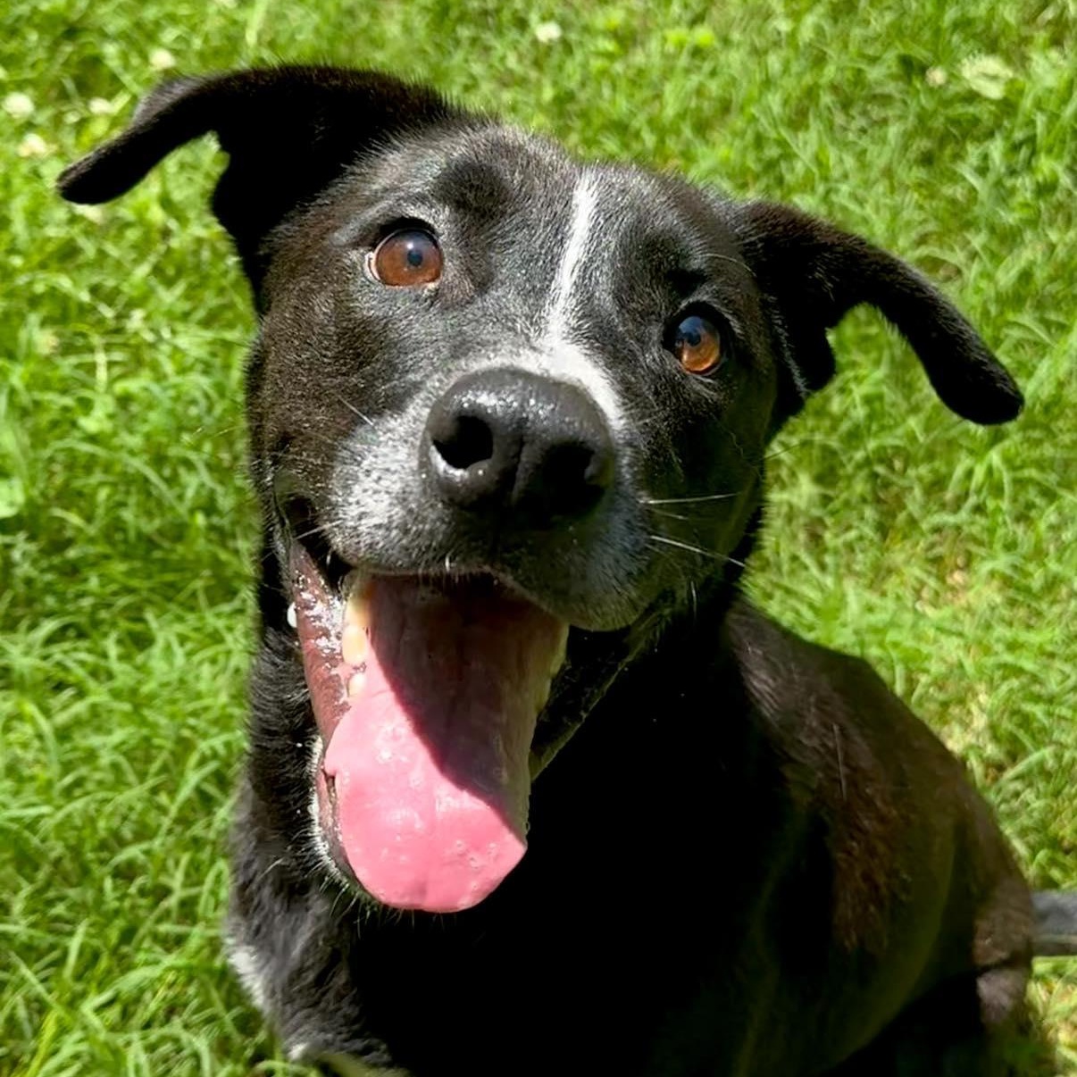 Enlarge Pershing, a Adoptable mixed breed in Indian Mound, TN image 1/3