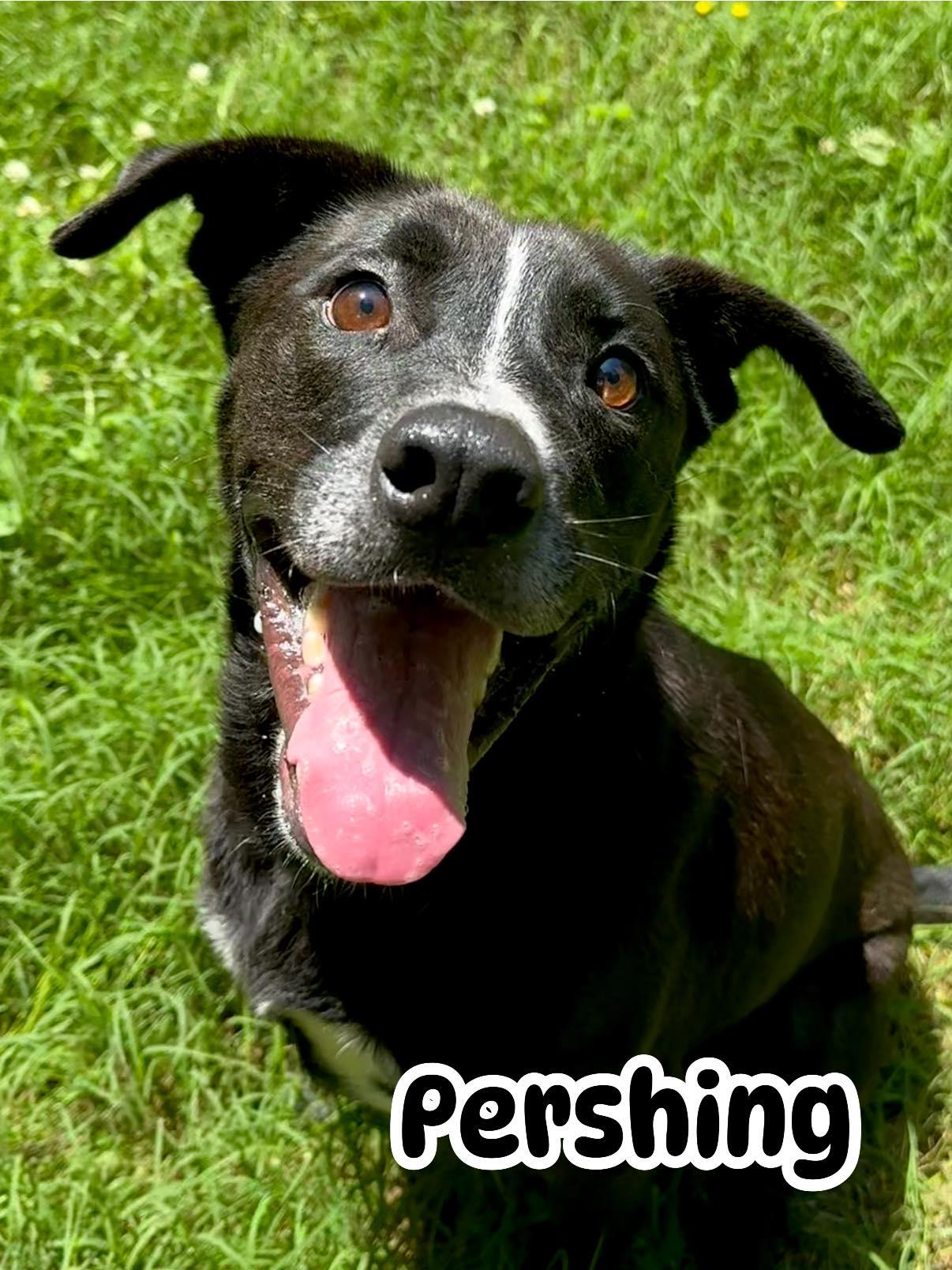 Pershing, a Adoptable mixed breed in Indian Mound, TN image 2/3