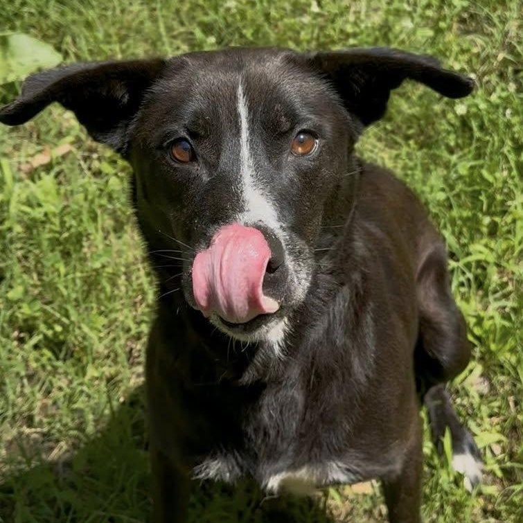 Enlarge Pershing, a Adoptable mixed breed in Indian Mound, TN image 2/3