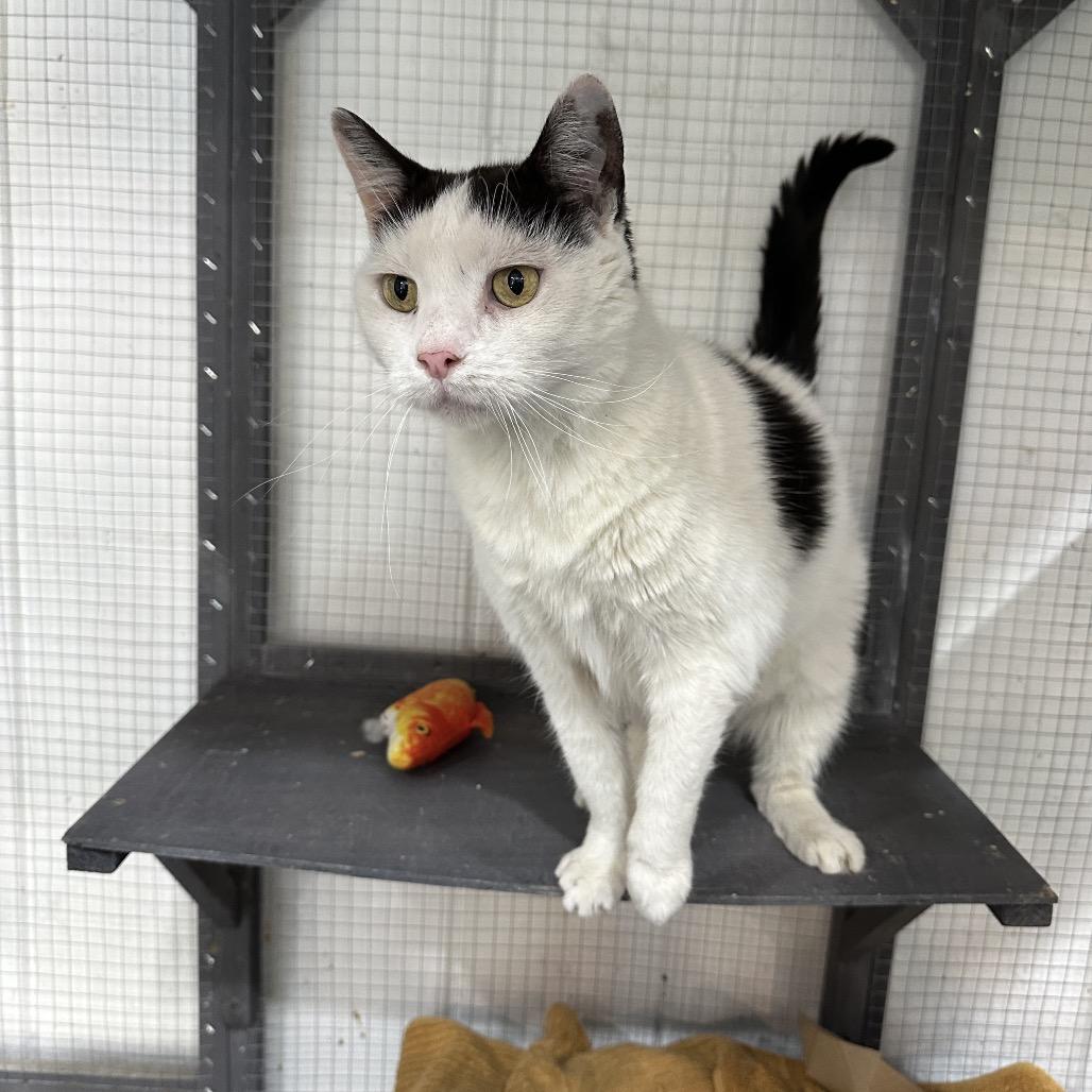 Sweetie — thumbnail 2