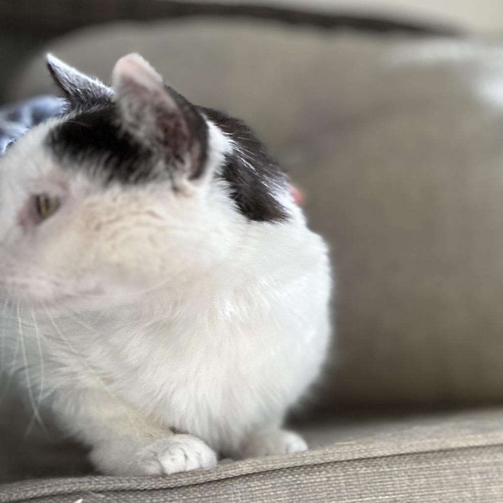 Sweetie — thumbnail 3