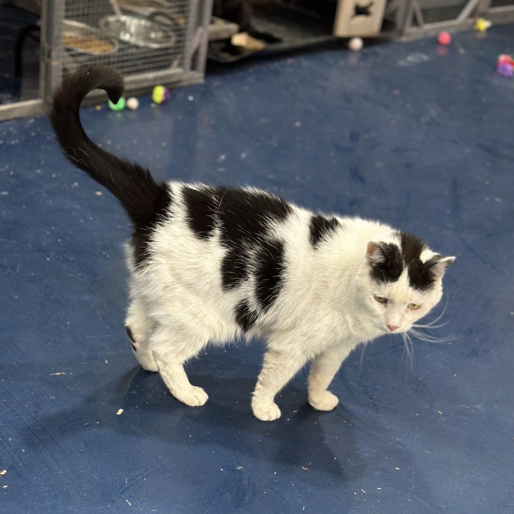 Sweetie — thumbnail 4