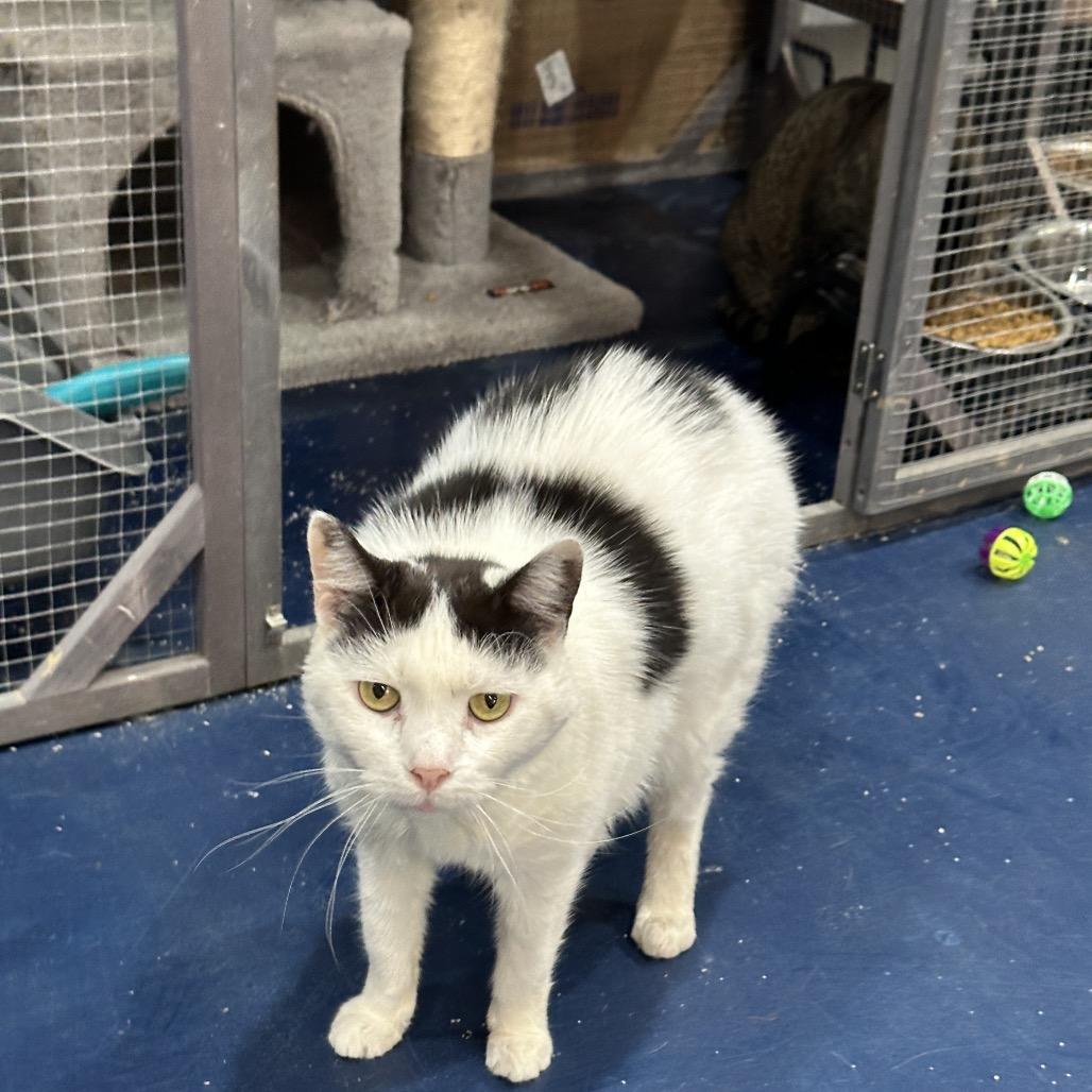 Sweetie — thumbnail 5