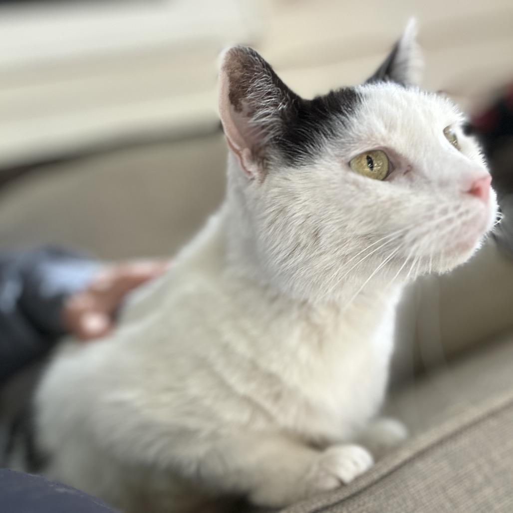 Sweetie — thumbnail 6