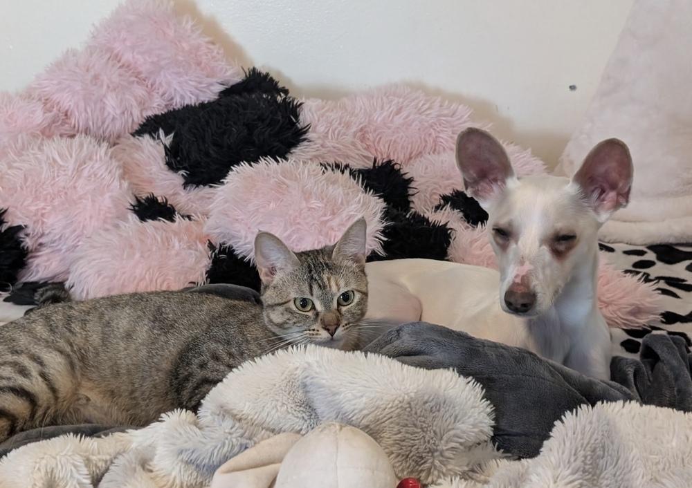 Enlarge Tarzan, a Adoptable mixed breed in Cheektowaga, NY image 1/5