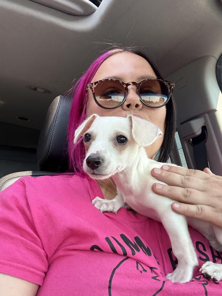 Enlarge Tarzan, a Adoptable mixed breed in Cheektowaga, NY image 2/5