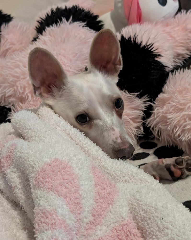 Enlarge Tarzan, a Adoptable mixed breed in Cheektowaga, NY image 3/5