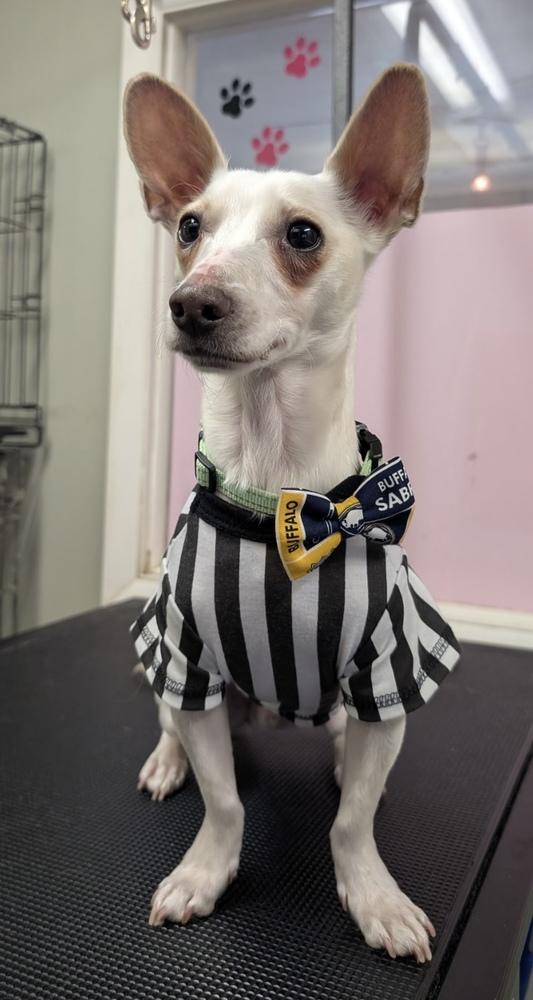 Enlarge Tarzan, a Adoptable mixed breed in Cheektowaga, NY image 4/5