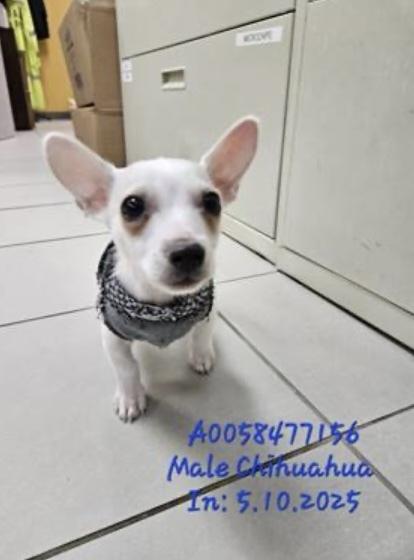 Enlarge Tarzan, a Adoptable mixed breed in Cheektowaga, NY image 5/5