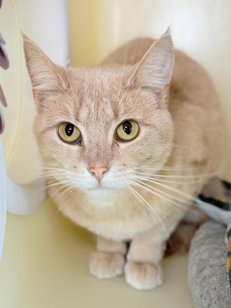 Enlarge Sweetcorn, a Adoptable mixed breed in Menomonie, WI image 1/1