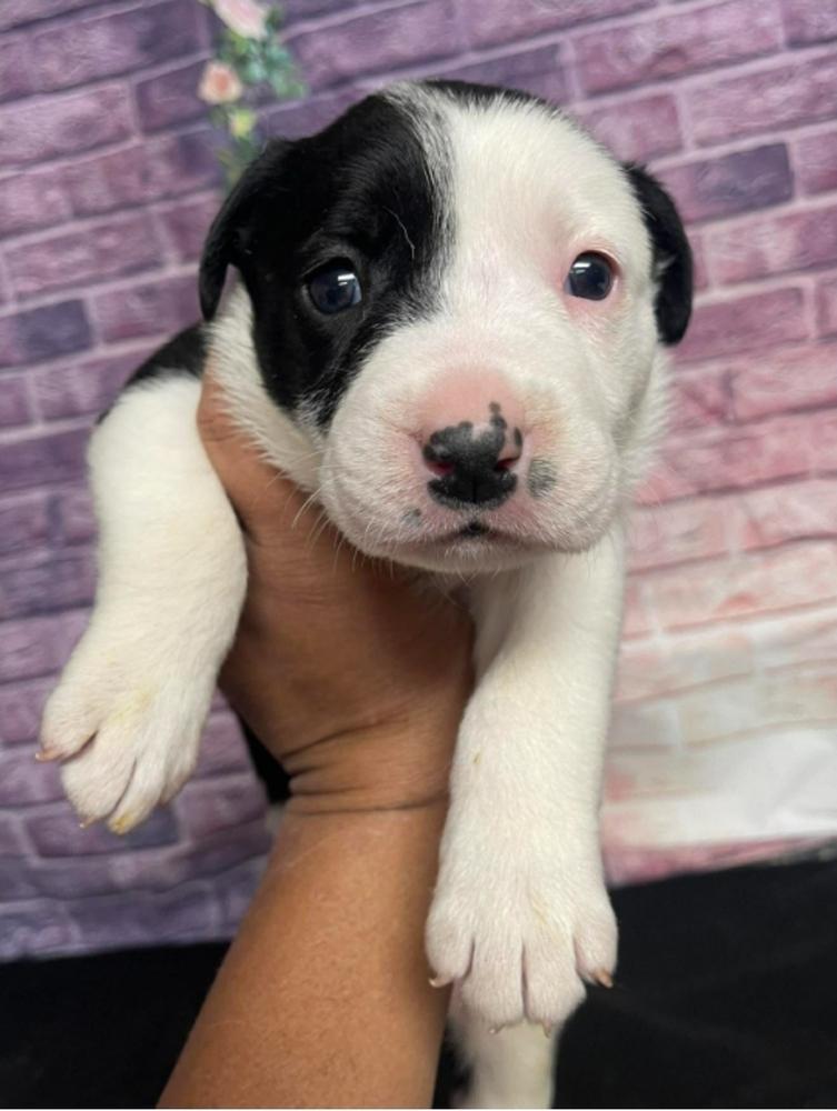 Enlarge Jagger, a Adoptable mixed breed in Sedalia, CO image 1/4
