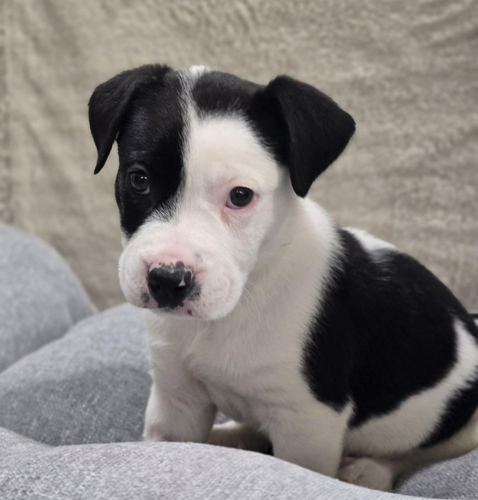Enlarge Jagger, a Adoptable mixed breed in Sedalia, CO image 2/4